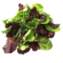 Mixed Leaf Salad 90G